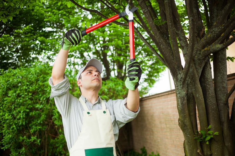 Branches Pruning in San Jose, CA