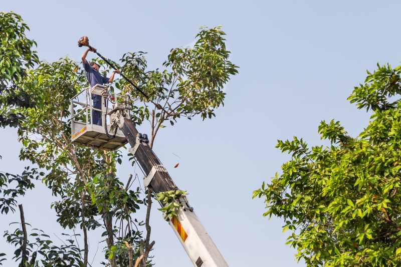 Cypress Tree Trimming in Pottstown, PA