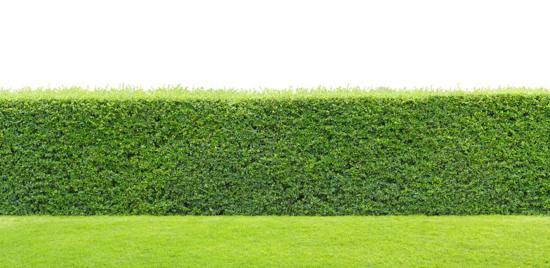 Hedge Size and Density