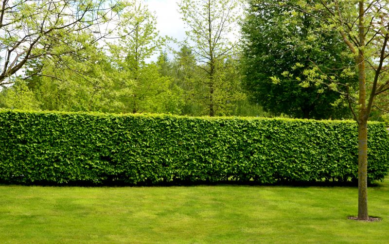 Hedge Maintenance