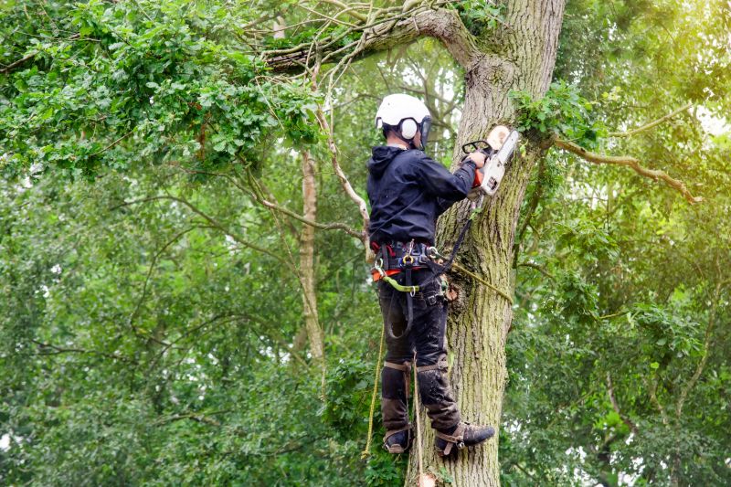 Arborist Consultation