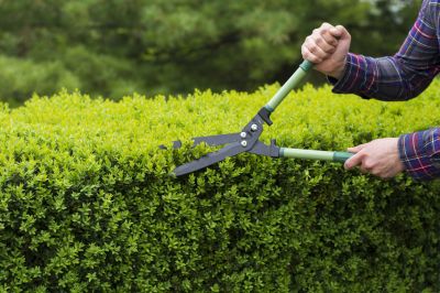 Keep Your Hedges Looking Sharp and Vibrant With Professional Hedge Maintenance!
