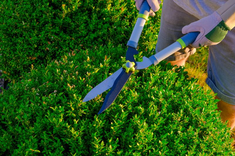 Hedge Maintenance Tips and Guidelines
